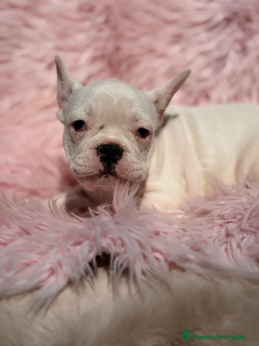 Bulldog Francés perros en venta: Bulldog hembra blanca  - Anuncio 1