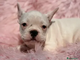 Bulldog Francés perros Bulldog hembra blanca - Anuncio 5