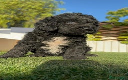 Perro de Agua Español perros en venta: PERRO DE AGUA ESPAÑOL - Imagen 20