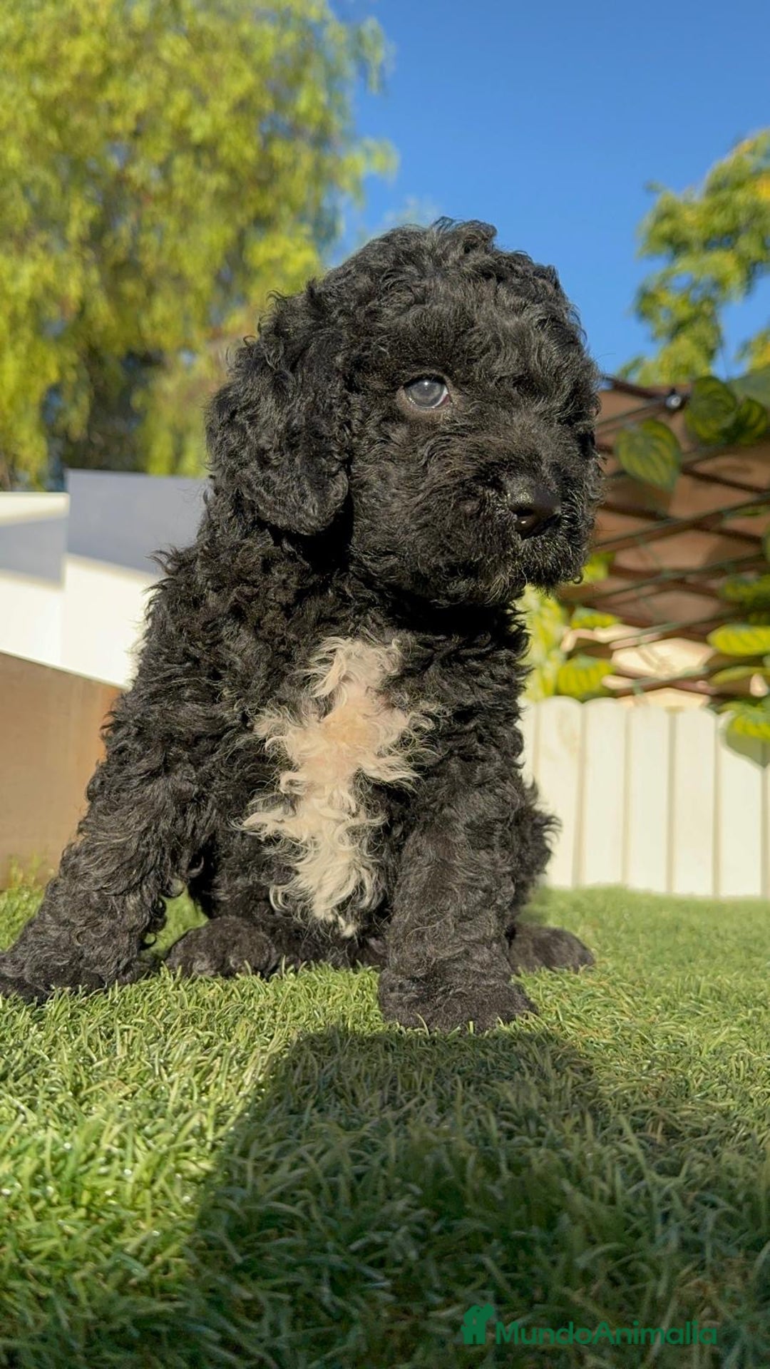 Perro de Agua Español perros en venta: PERRO DE AGUA ESPAÑOL - Imagen 20