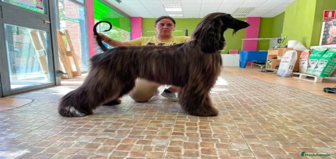 Imagen de galería {{count}}