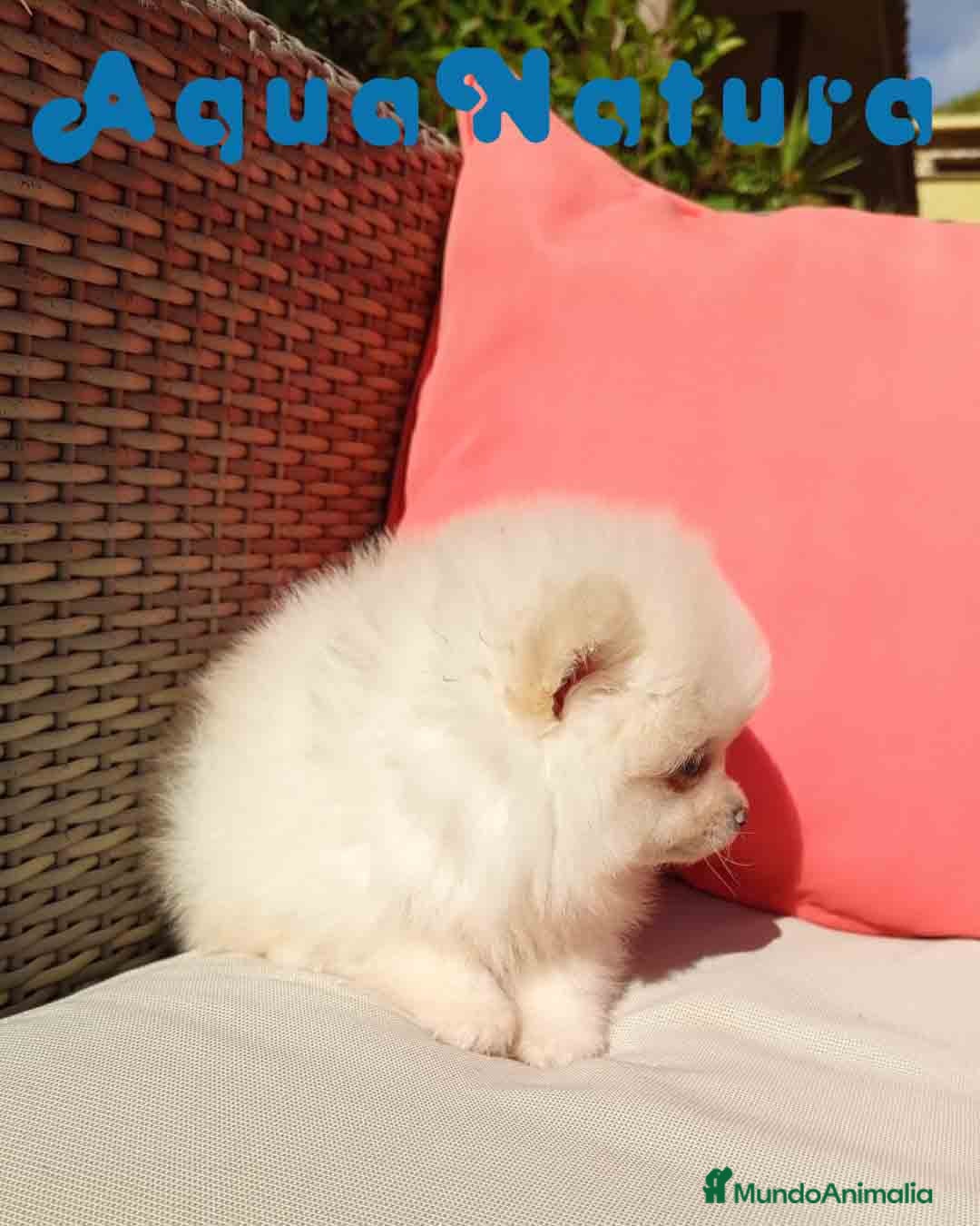 Pomerania perros en venta:  Pomerania Macho de Grana y Pompom AQUANATURA - Imagen 3