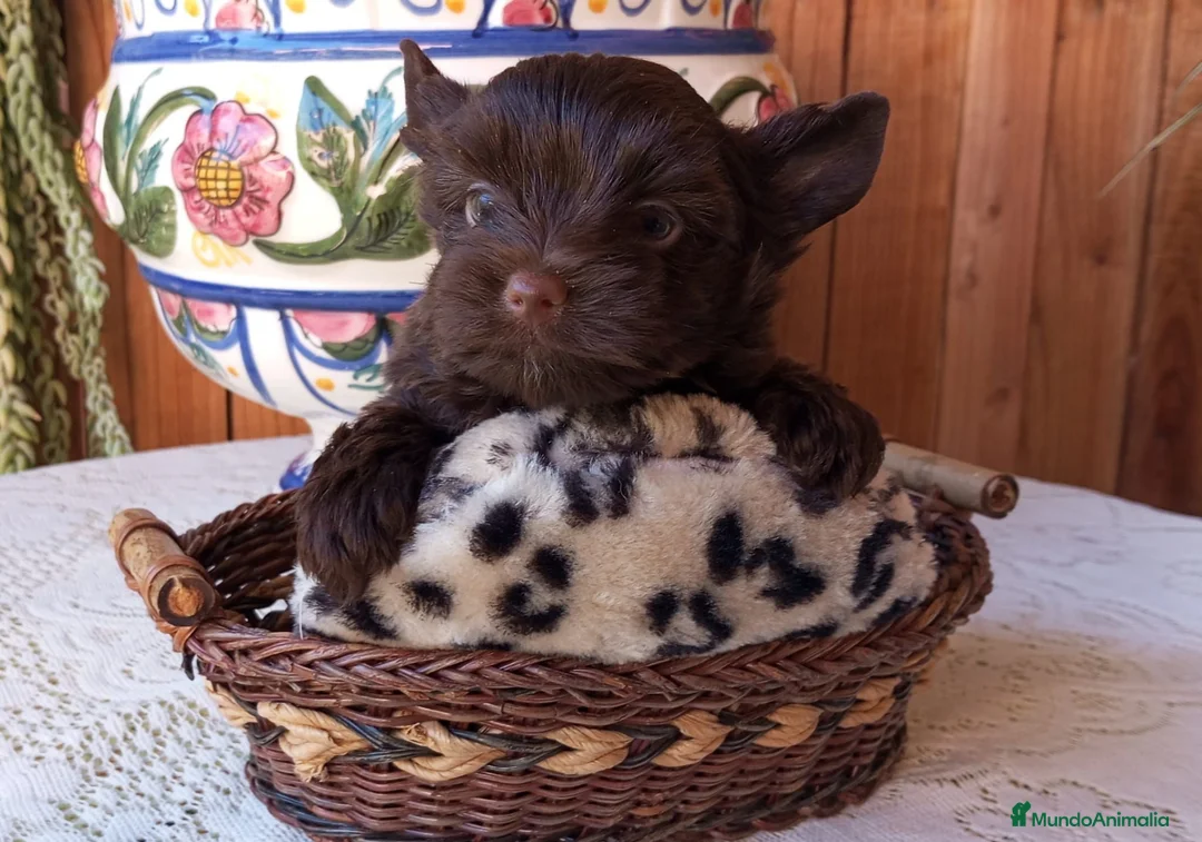 Yorkshire Terrier perros en venta: Yorkshire biewer  - Anuncio 2