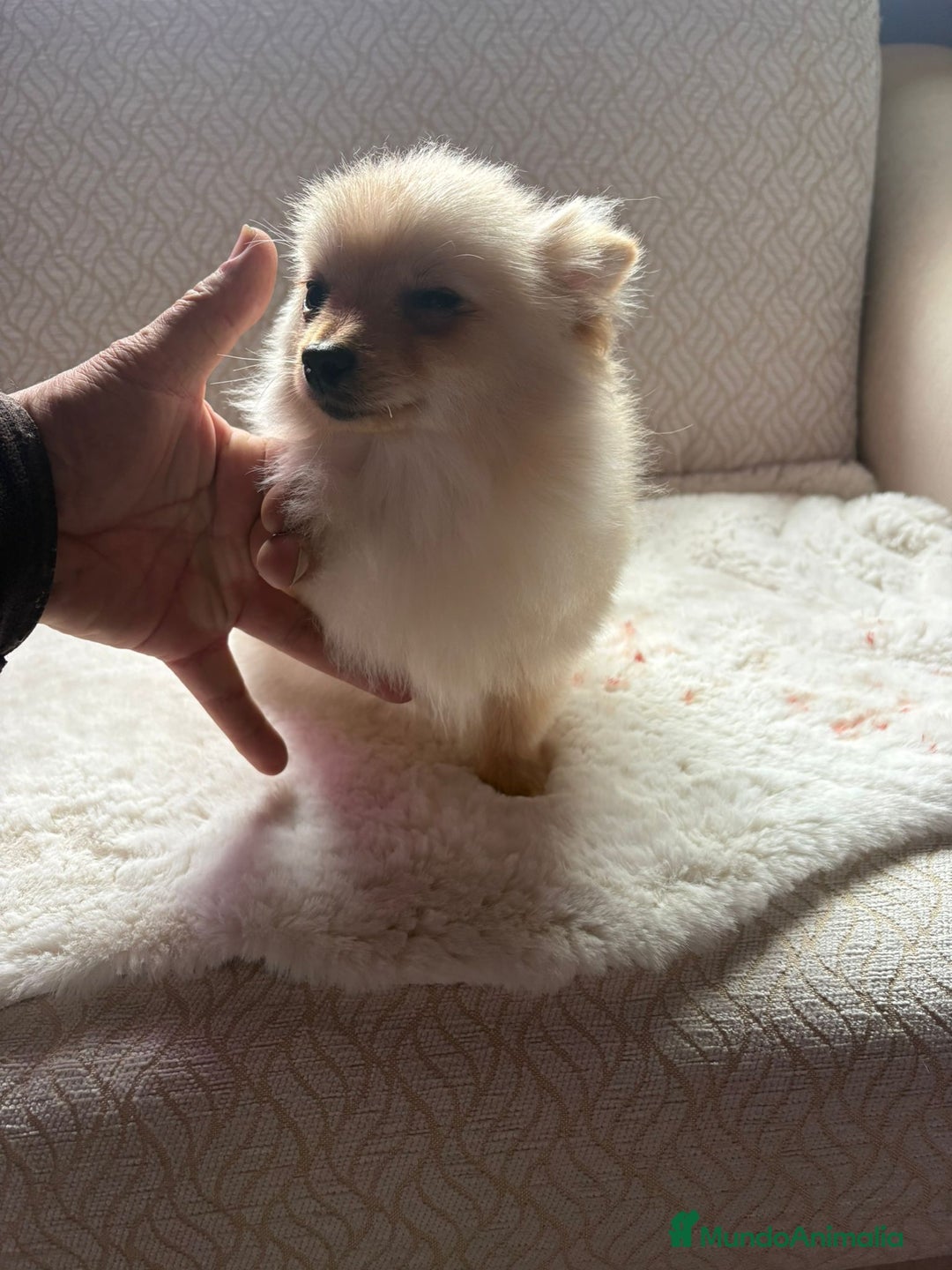 Pomerania perros en venta: pomerania toy tiene 9 meses pesa 2 kilo 200 gramos - Anuncio 3