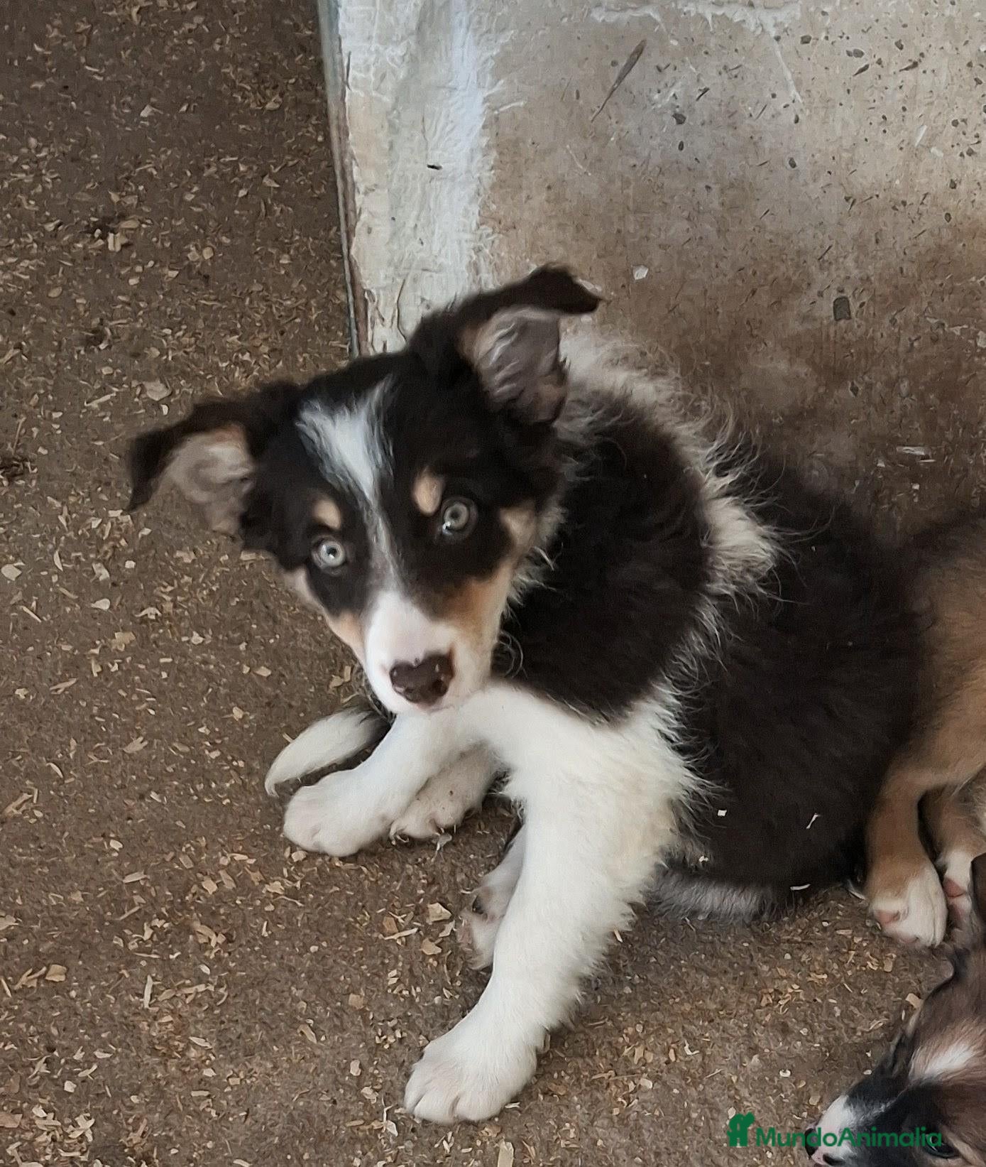Border Collie perros Boder collie anuncio 5 - Anuncio 1