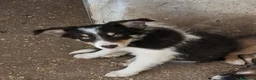 Border Collie perros en venta: Boder collie camada 4 - Anuncio 1