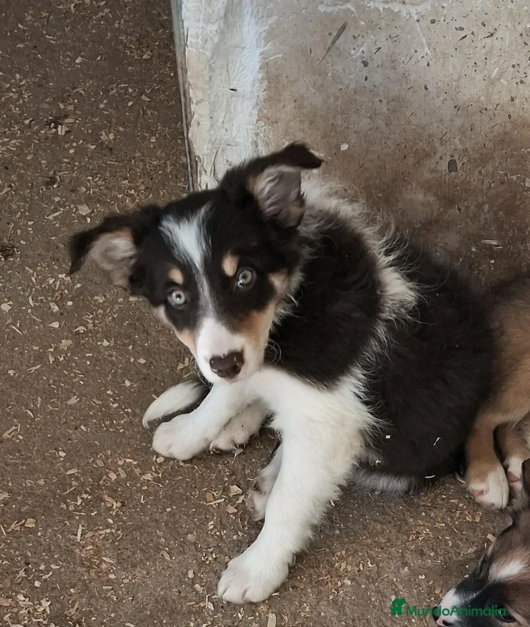 Border Collie perros en venta: Boder collie camada 4 - Anuncio 1