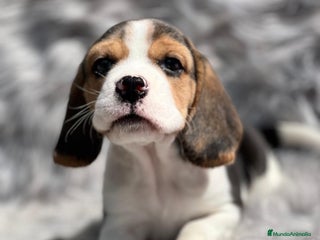 Beagle perros en Barcelona - Anuncio 7