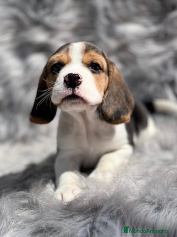 Beagle perros en Barcelona - Anuncio 8