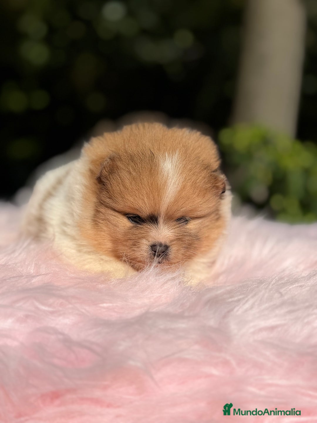 Pomerania perros en venta: Pomerania Partycolor - Imagen 3