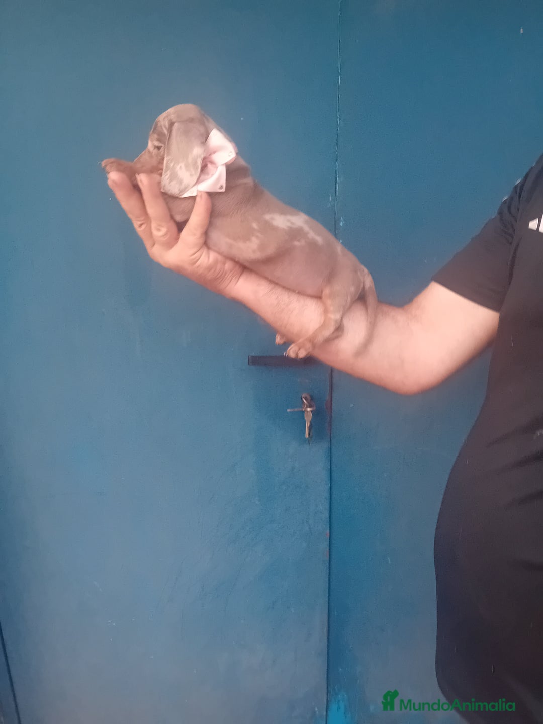 Teckel Miniatura perros en venta: ‼️‼️cachorras de teckel  kaninchen  - Imagen 2
