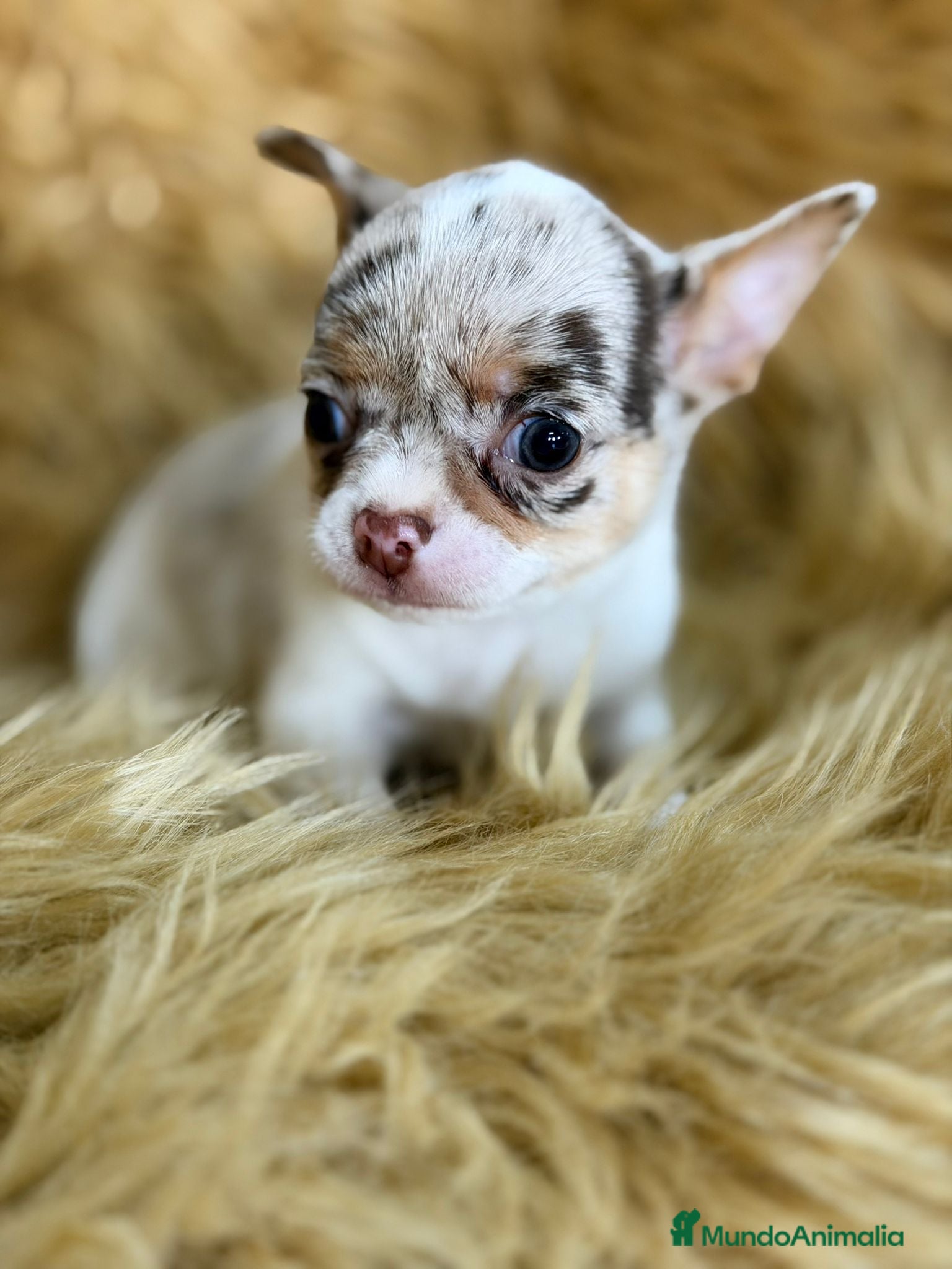 Chihuahua perros CHIHUAHUA MERLE MACHO - Anuncio 5