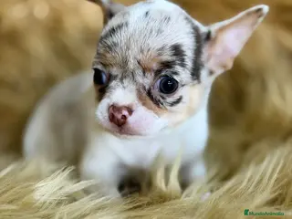 Chihuahua perros CHIHUAHUA MERLE MACHO - Anuncio 6