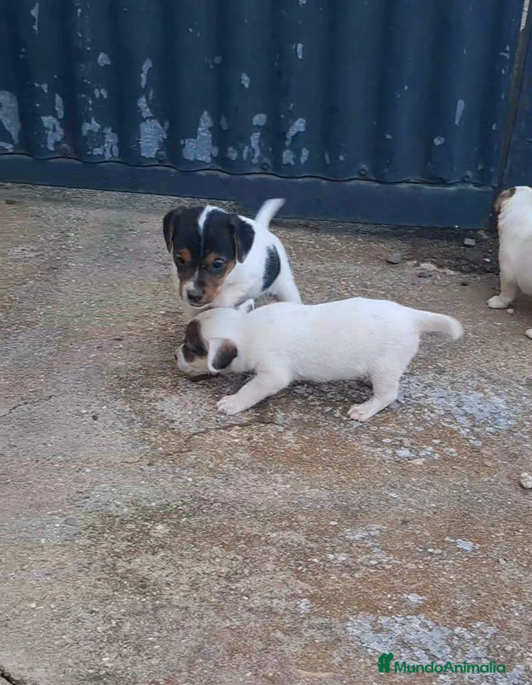 Jack Russell Terrier perros en venta: Jack russell  - Anuncio 2