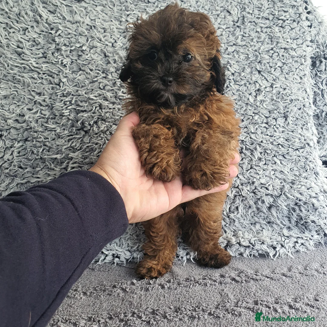 Maltipoo perros en venta: Maltipoo mini - Anuncio 2