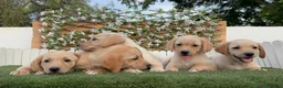Labrador Retriever perros en venta: LABRADOR RETRIEVER - Anuncio 16