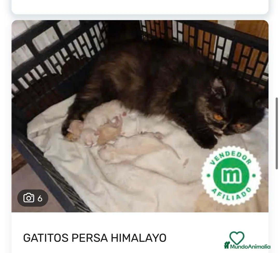 Persa gatos en venta: Gatitos persa himalayo  - Anuncio 2