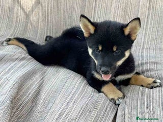 Shiba Inu perros en Barcelona - Anuncio 15