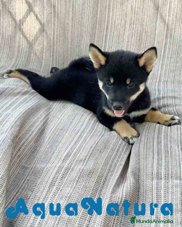 Shiba Inu perros en Barcelona - Anuncio 1