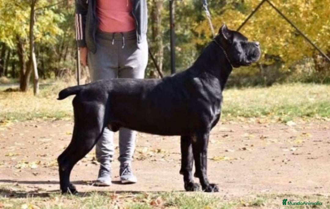 Cane Corso perros en venta: Cachorros de cane corso  - Anuncio 7