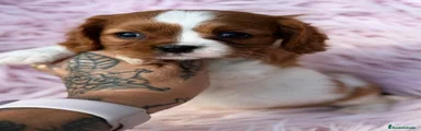 Cavalier King Charles Spaniel 7