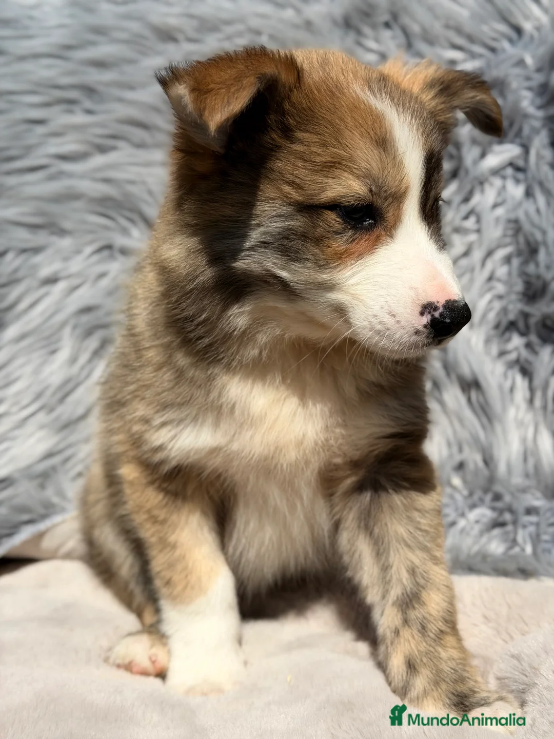 Border Collie perros en venta: Border collie atigrado  - Anuncio 1