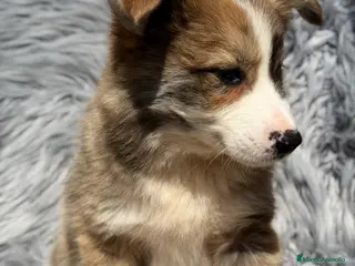 Border Collie perros Border collie atigrado - Anuncio 3