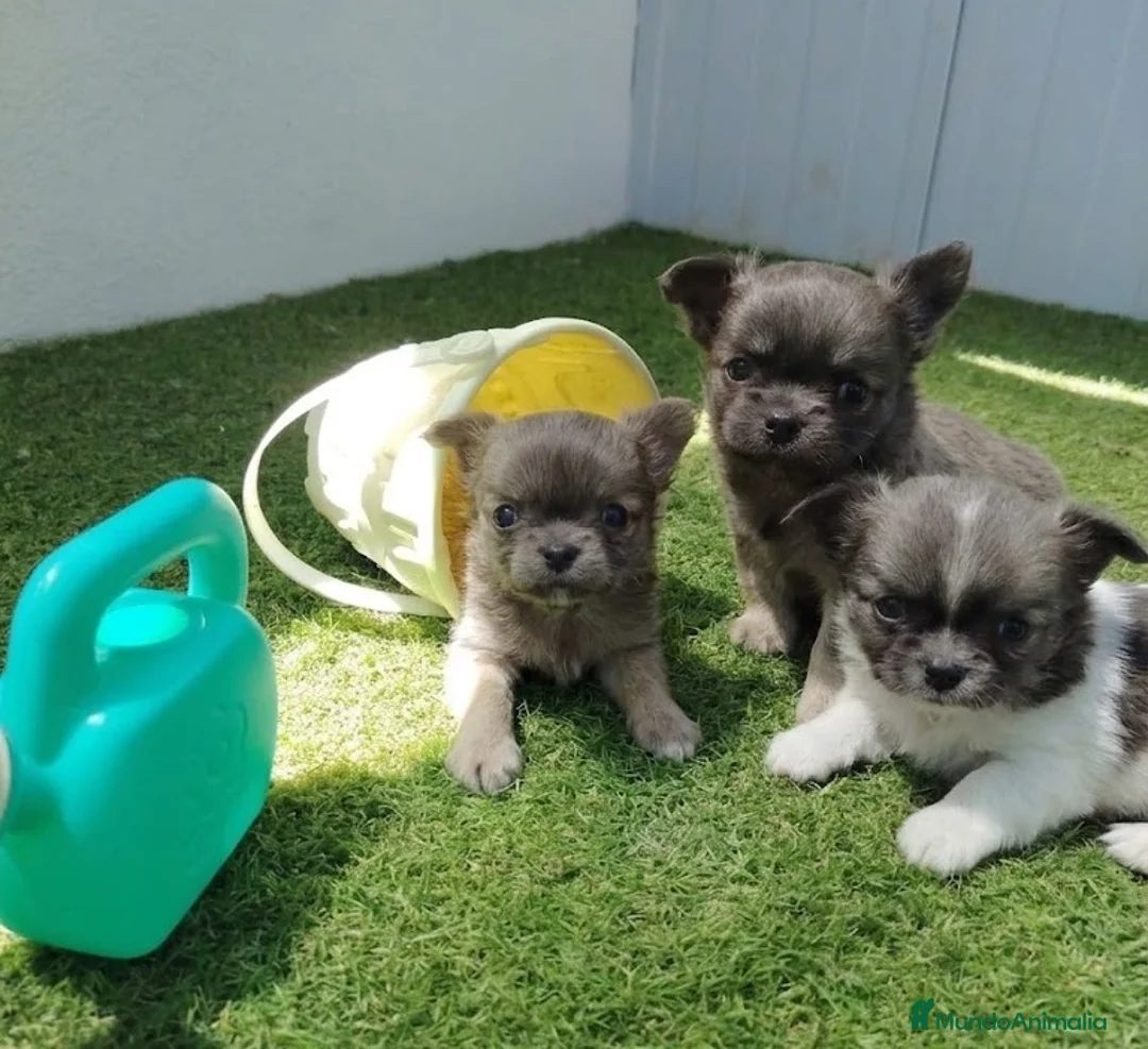 Chihuahua perros en venta: Chihuahua con pelos largo - Anuncio 1