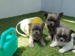 Chihuahua perros Chihuahua con pelos largo - Anuncio 1