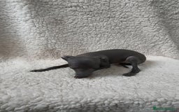 Pequeño Lebrel Italiano perros en venta: Pequeño lebrel Italiano Piccolo Galgo  - Imagen 6