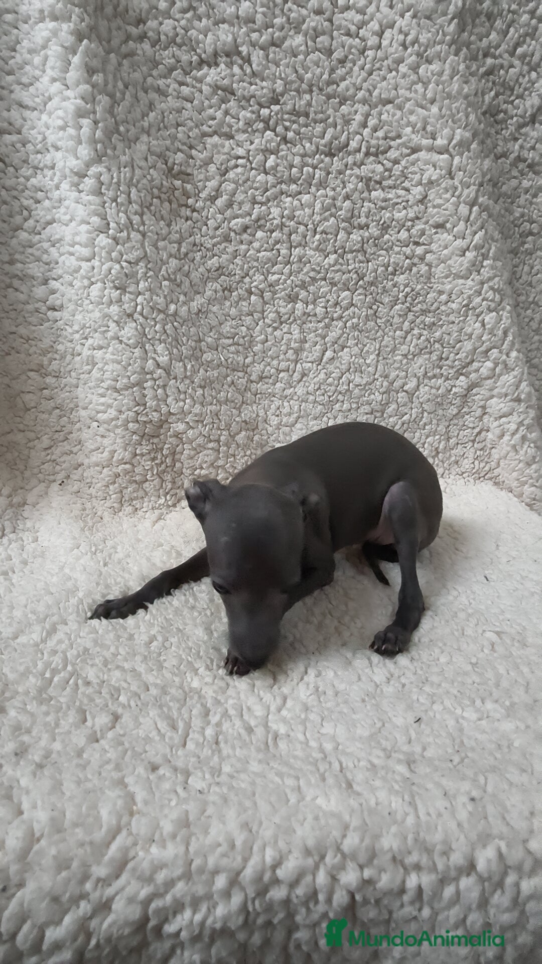 Pequeño Lebrel Italiano perros en venta: Pequeño lebrel Italiano Piccolo Galgo  - Imagen 6