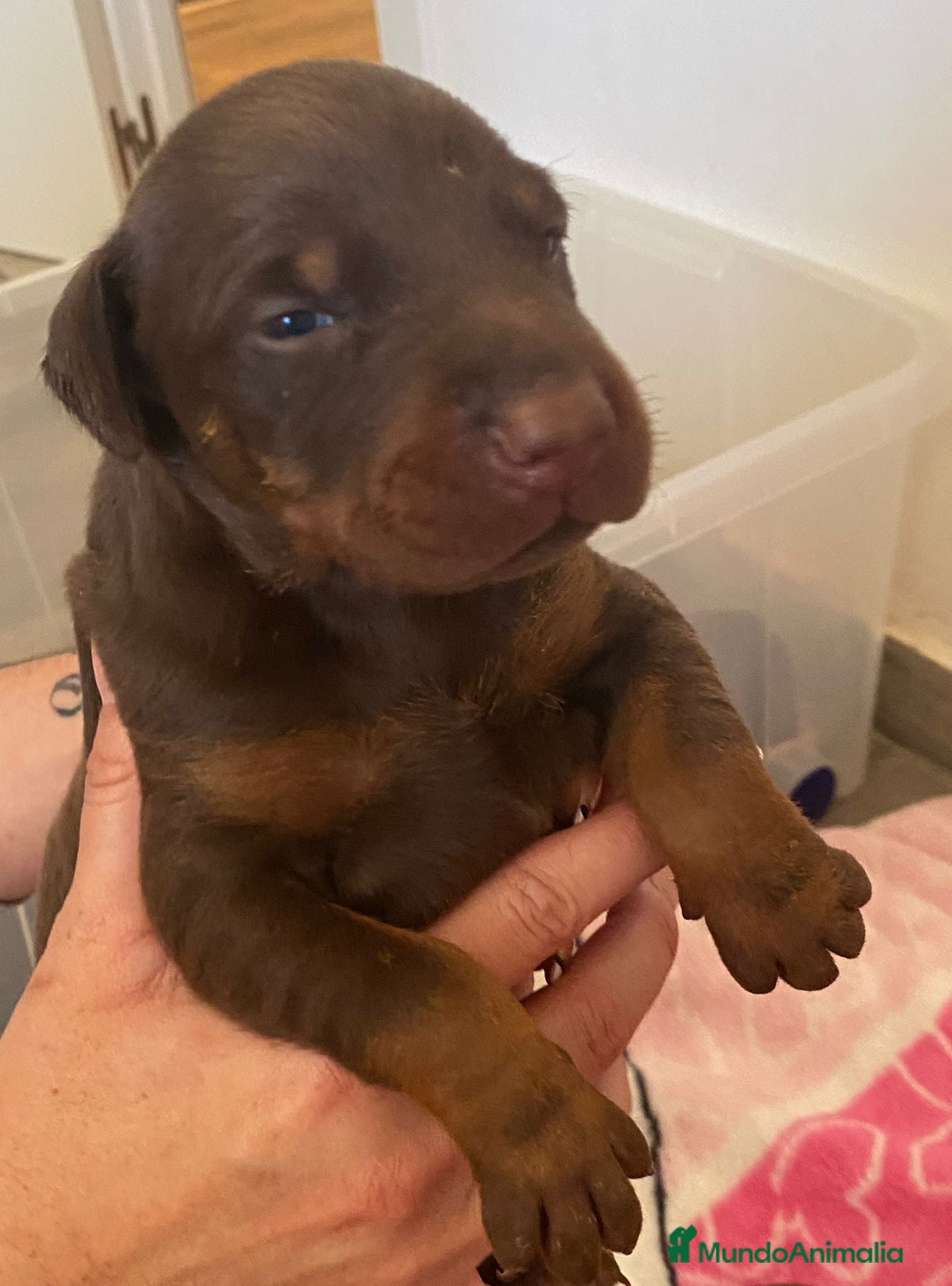 Dobermann perros Doberman  - Anuncio 9