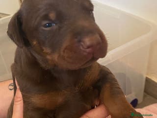 Dobermann perros Doberman - Anuncio 1