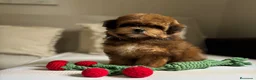 Maltipoo perros en venta: Maltipoo Toy Hembra tonalidades chocolates!! - Anuncio 2