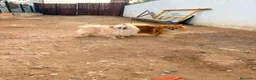 Pomerania perros en venta: Pomerania toy  - Anuncio 16