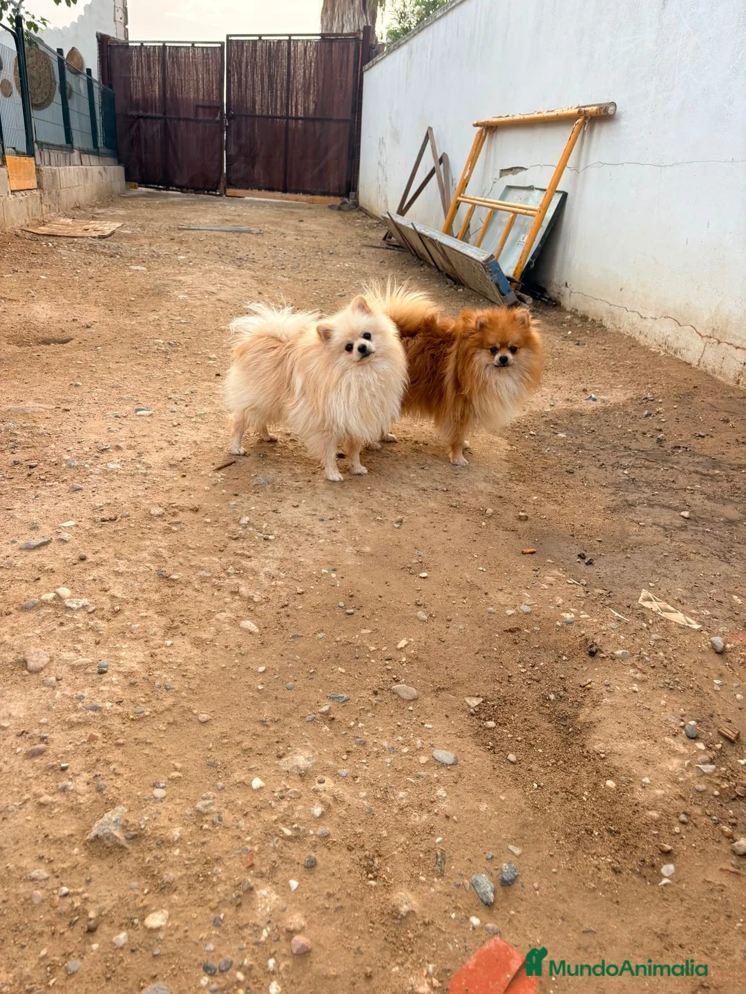 Pomerania perros en venta: Pomerania toy  - Anuncio 16