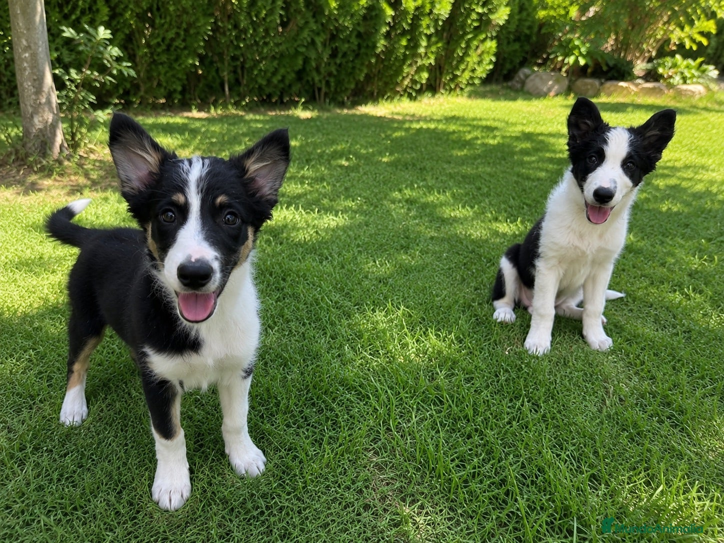 Border Collie perros ÚLTIMO BORDER COLLIE TRICOLOR🖤🤎🤍 - Anuncio 1