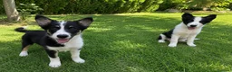 Border Collie perros en venta: ÚLTIMO BORDER COLLIE TRICOLOR🖤🤎🤍 - Anuncio 1