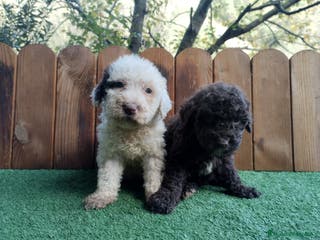 Perro de Agua Español perros Perro de agua - Anuncio 1