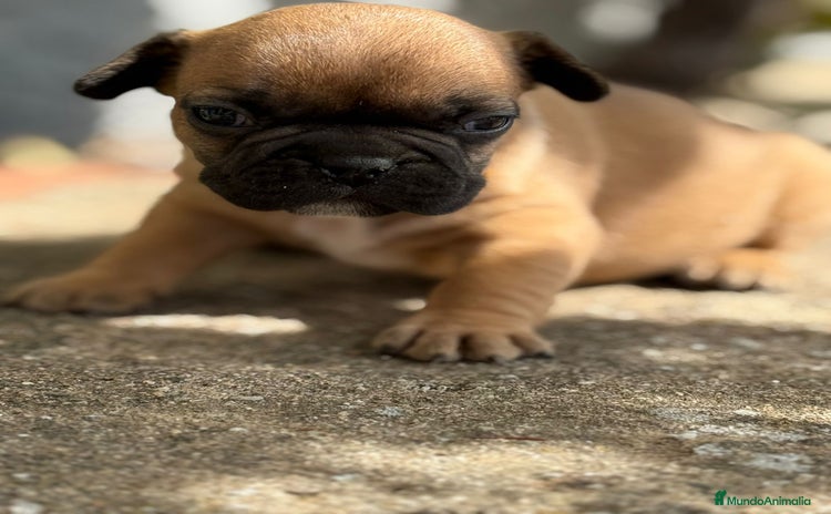 Bulldog Francés perros - Anuncio 3