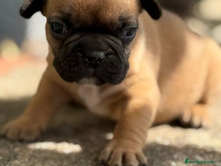 Bulldog Francés perros - Anuncio 3