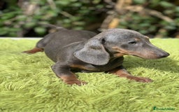 Teckel Miniatura perros en venta: Teckel mini Blue  - Imagen 6