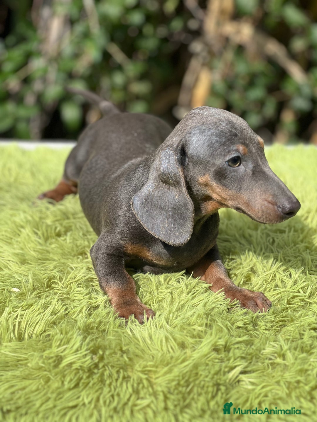 Teckel Miniatura perros en venta: Teckel mini Blue  - Imagen 6