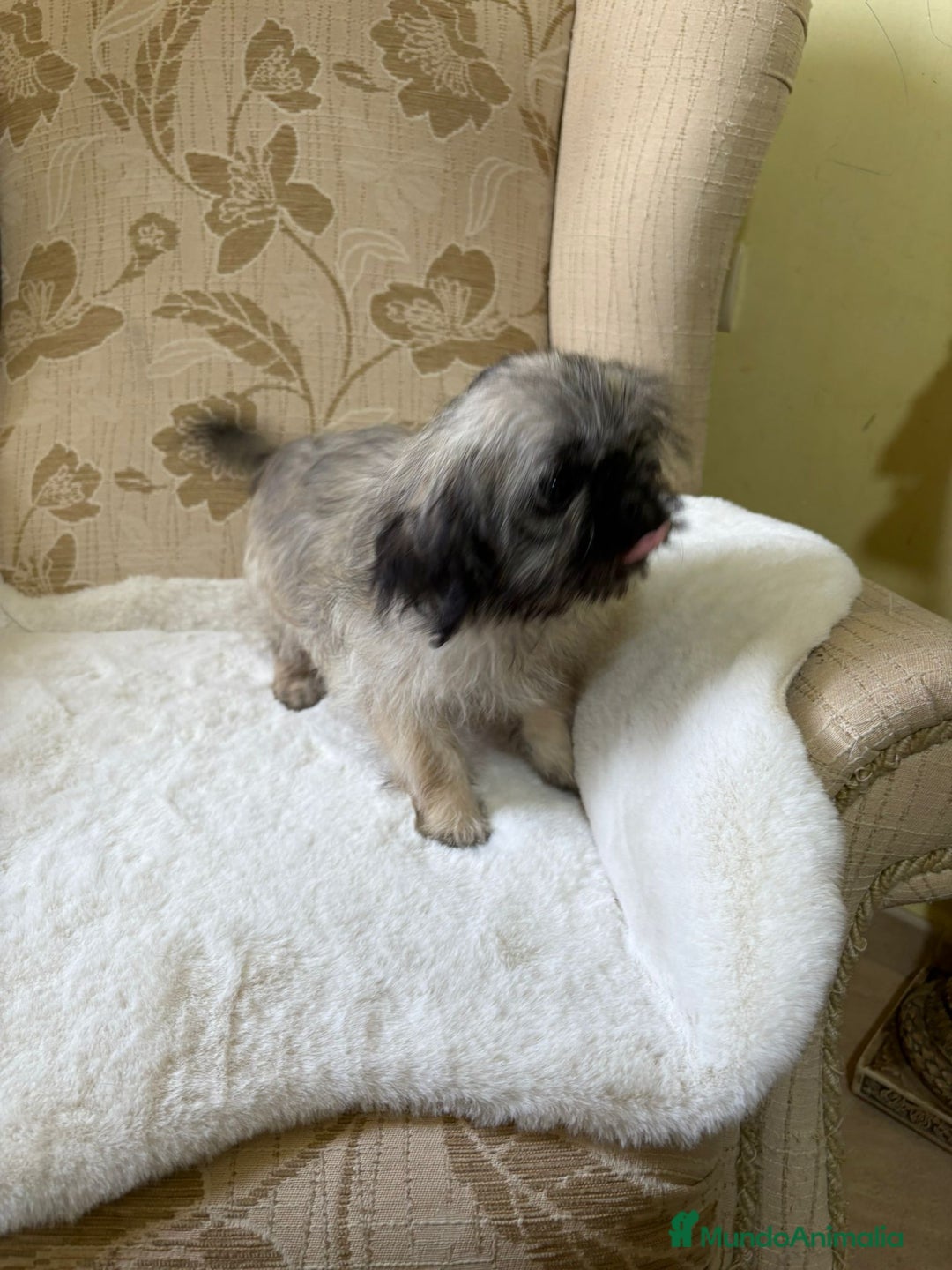 Pekinés perros en venta: Cachorros de Pekines Imperial hembras  - Imagen 19