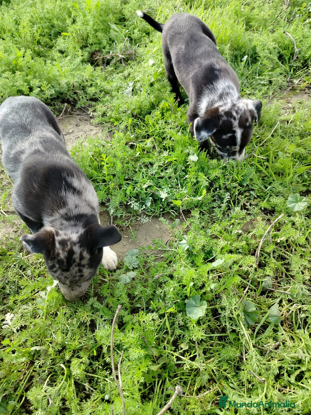 Border Collie perros en venta: BORDER COLLIE - Anuncio 3