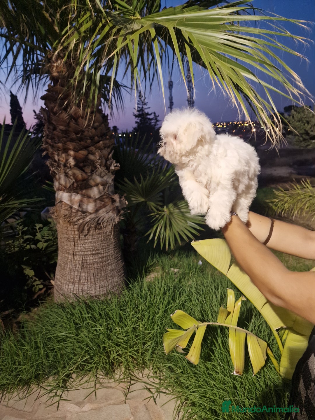 Bichón Maltés perros en venta: Bichon maltes precio real  - Imagen 4