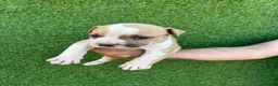 American Staffordshire-Terrier perros en venta: America Staffordshire terrier  - Anuncio 6