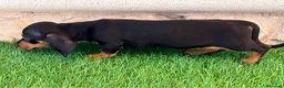 Teckel Miniatura perros en venta: Teckel miniatura negro fuego - Anuncio 11