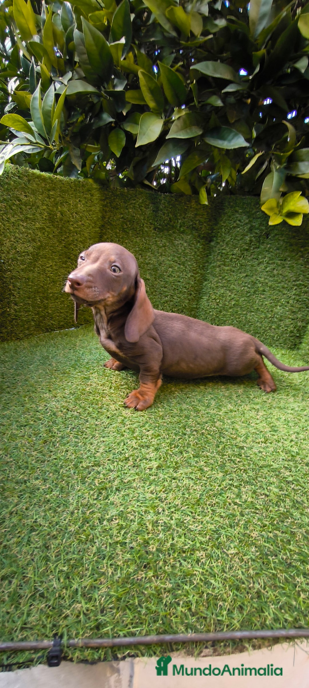 Teckel Miniatura perros en venta: camada de teckel miniatura varios colores  - Anuncio 18