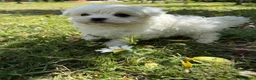 Bichón Maltés perros en venta: Bichon Maltés líneas coreana/americana  - Anuncio 6
